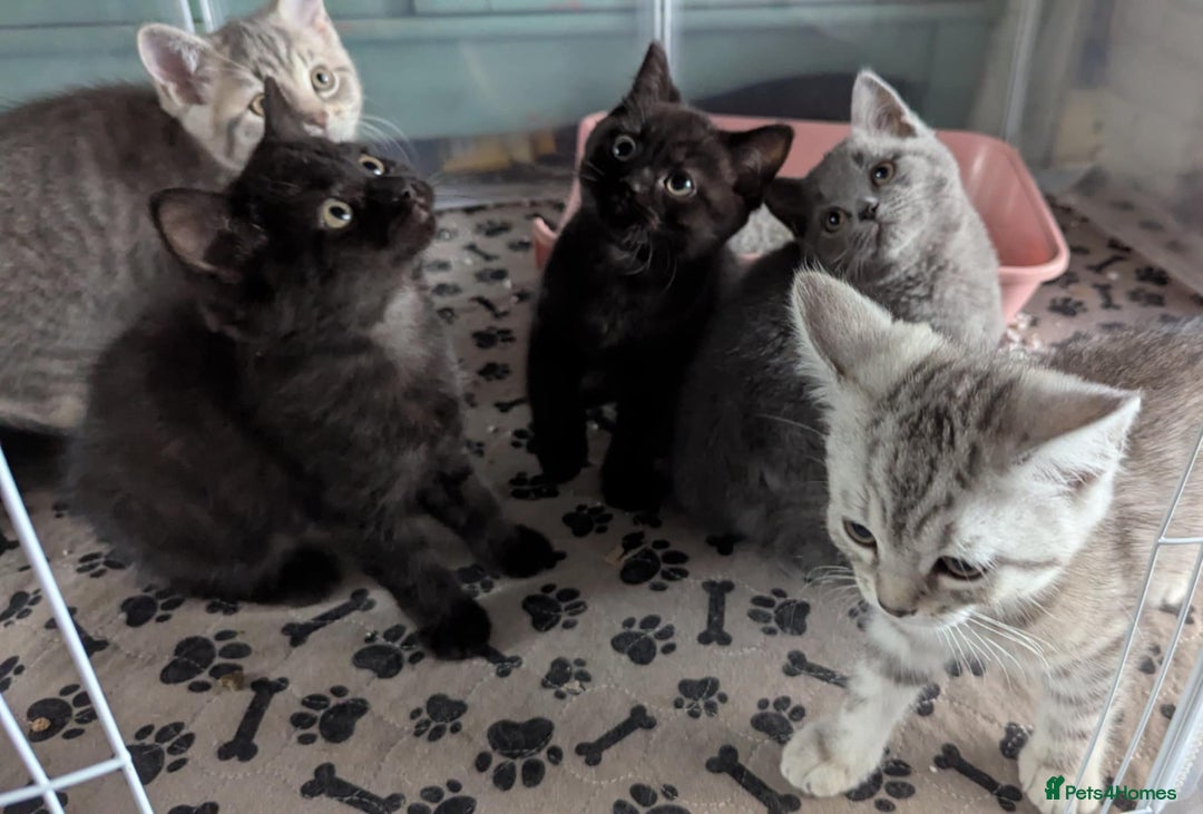 Persian cats for sale: British blue and Persian mix kittens ready now ❤️ - Image 12