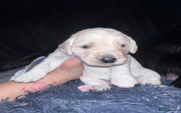 Mixed Breed dogs for sale: 9 BEAUTIFUL CHUNKY LABRADOR/COCKAPOO  - Image 1