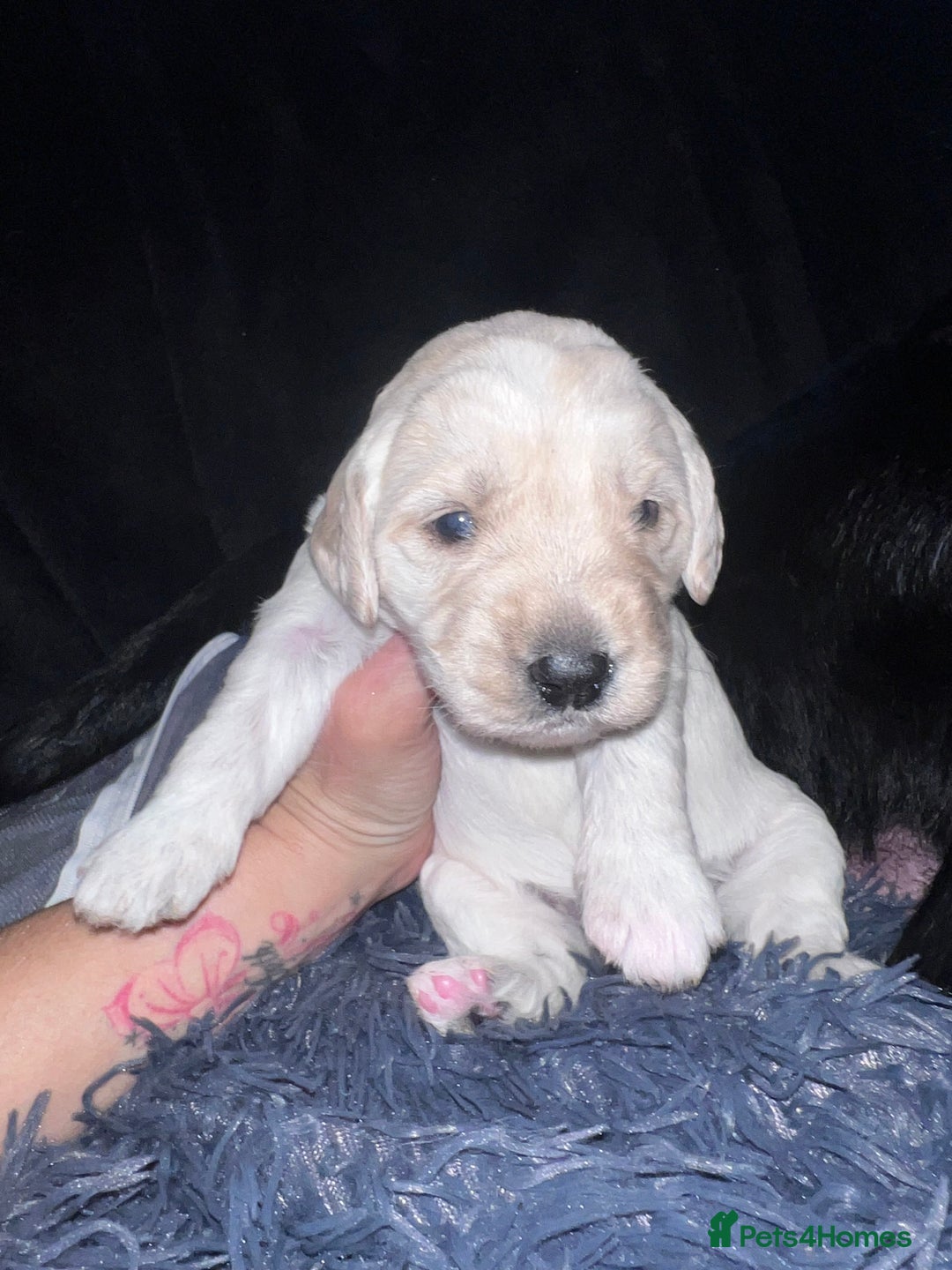 Mixed Breed dogs for sale: 9 BEAUTIFUL CHUNKY LABRADOR/COCKAPOO  - Image 1