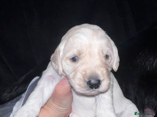 Mixed Breed dogs - Advert 1