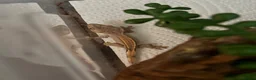 Gecko reptiles for sale: 🦎Crested geckos available mixed morphs🦎 in Birmingham - Advert 4
