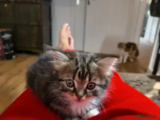 Persian cats Persion x - Advert 8