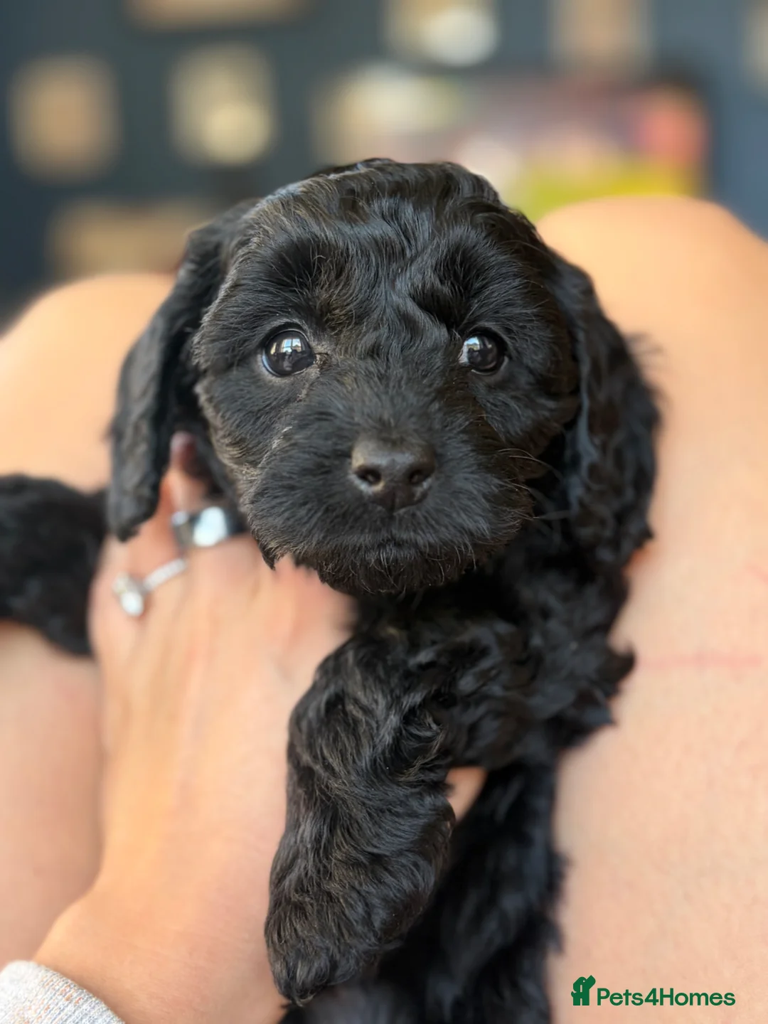 Cavapoo dogs for sale: Cavapoo puppy in Belfast - Advert 1