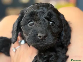 Cavapoo dogs Cavapoo puppy - Advert 1