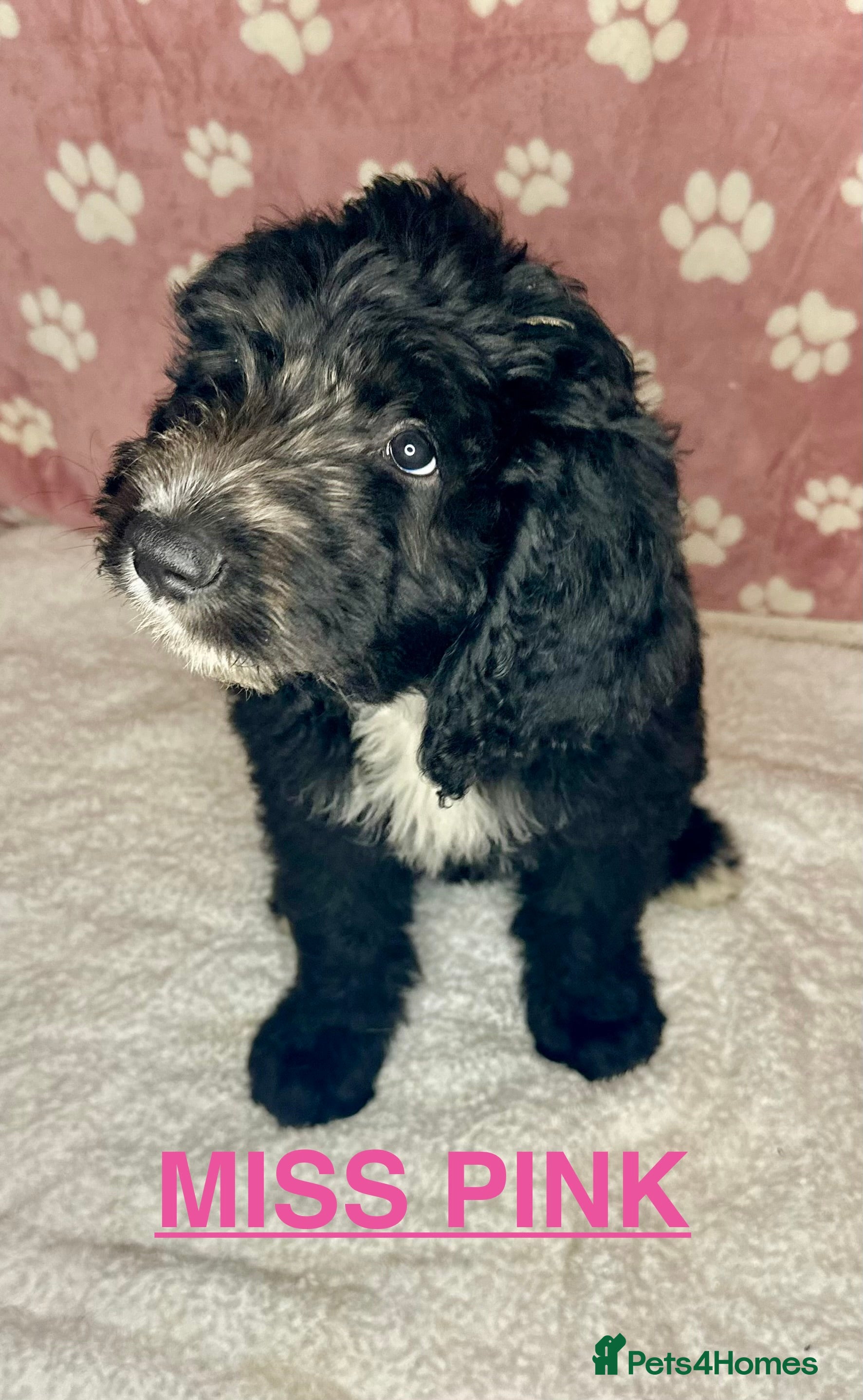 Mixed Breed dogs Sheepadoodle Puppies! Tuxedo Marking - Advert 8