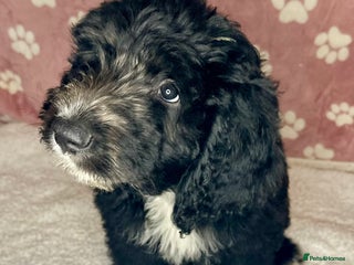 Mixed Breed dogs Sheepadoodle Puppies! Tuxedo Marking - Advert 1