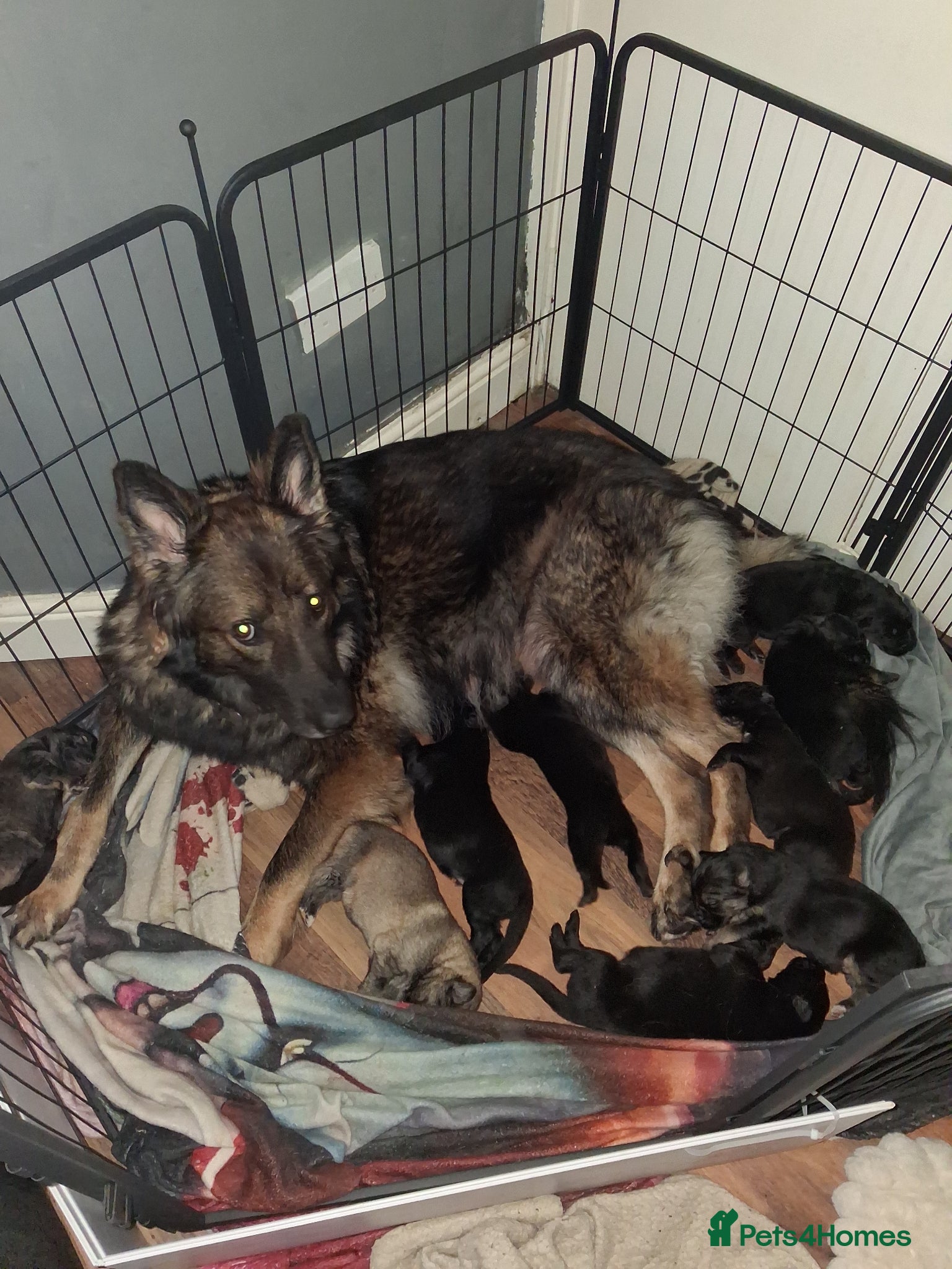German Shepherd dogs German shepherd puppies  - Advert 6