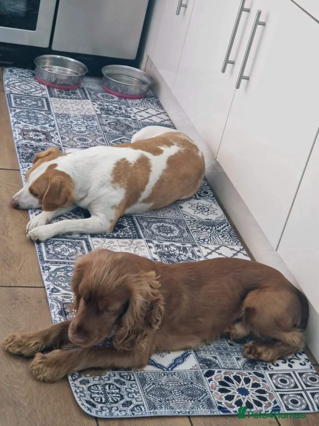 Bocker dogs for sale: Bocker puppies for sale in Ipswich - Advert 8
