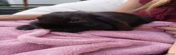 Mini Lop rabbits for sale: Lovely mini lop rabbits ready now - Advert 8