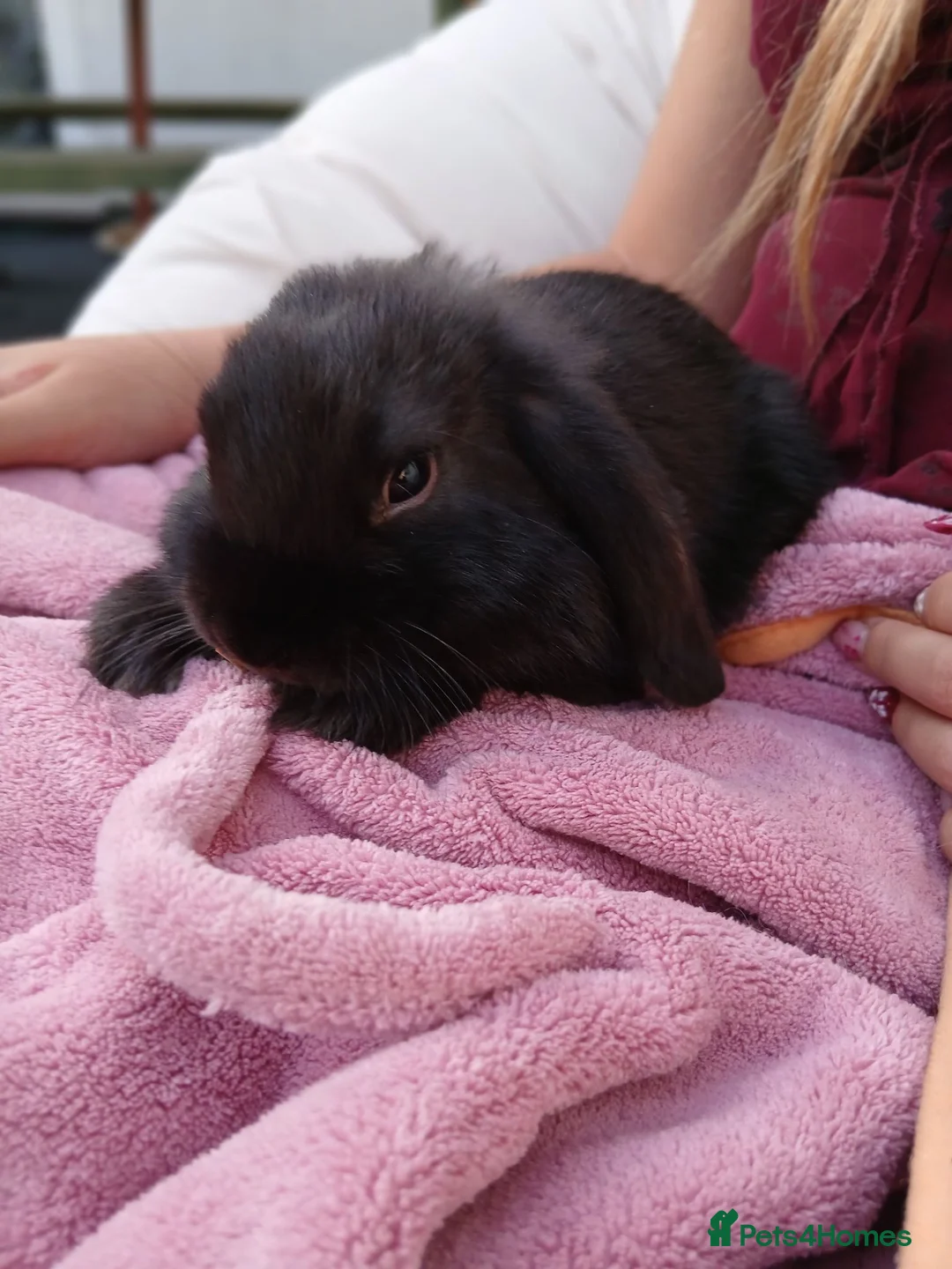 Mini Lop rabbits for sale: Lovely mini lop rabbits ready now - Advert 8