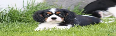 Cavalier King Charles Spaniel Puppy 1