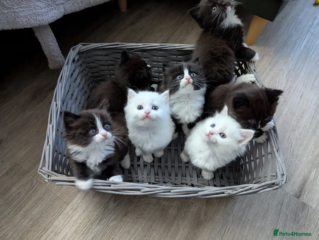 Ragdoll cats for sale: Ragdoll kittens  - Advert 1