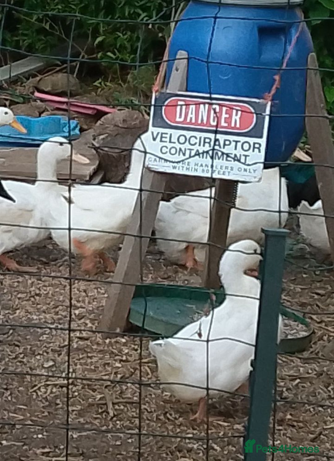 Ducks poultry for sale: 3 X cherry valley ducks - female, point of lay - Image 2