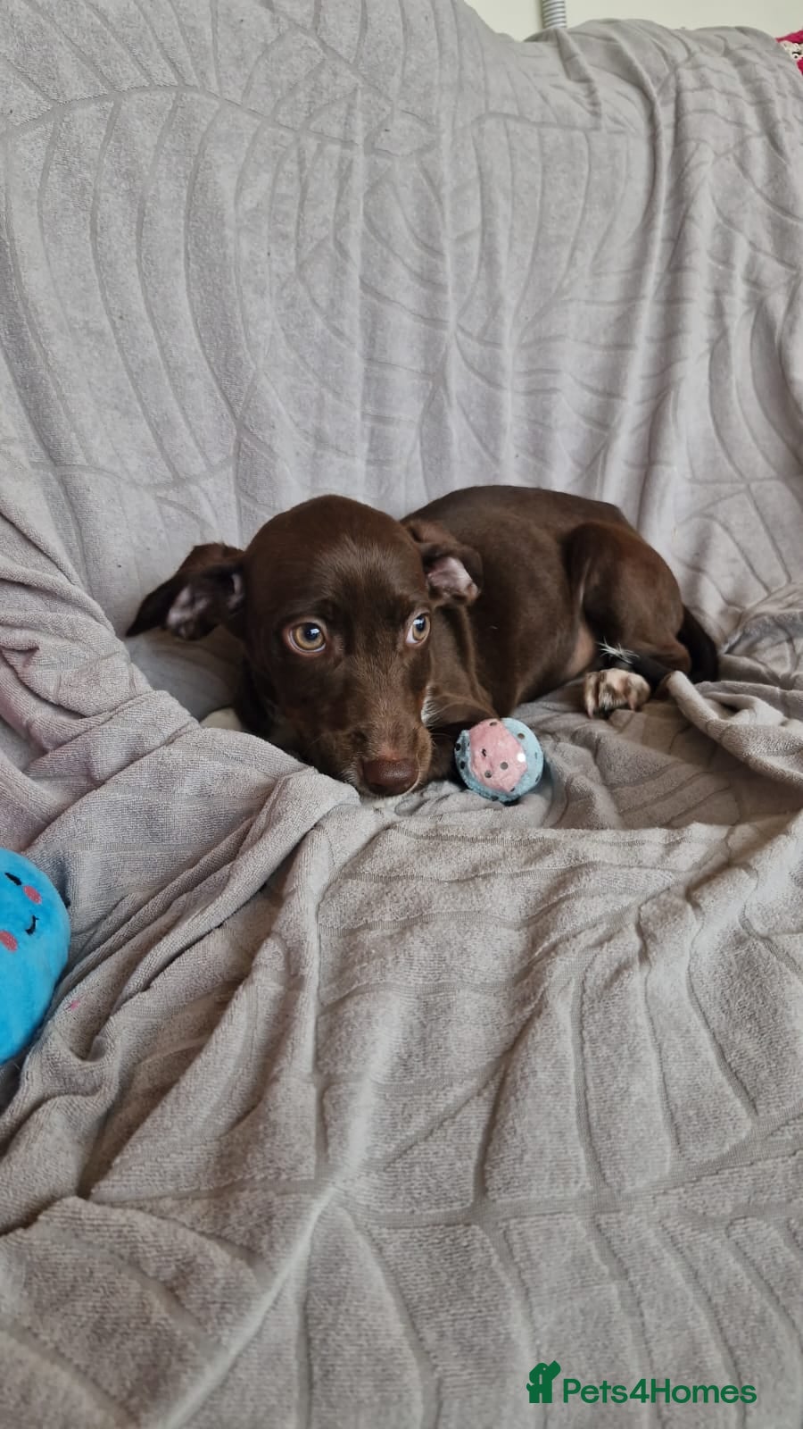 Mixed Breed dogs ✨ LUNA IS READY FOR HER FOREVER HOME ✨ - Advert 2