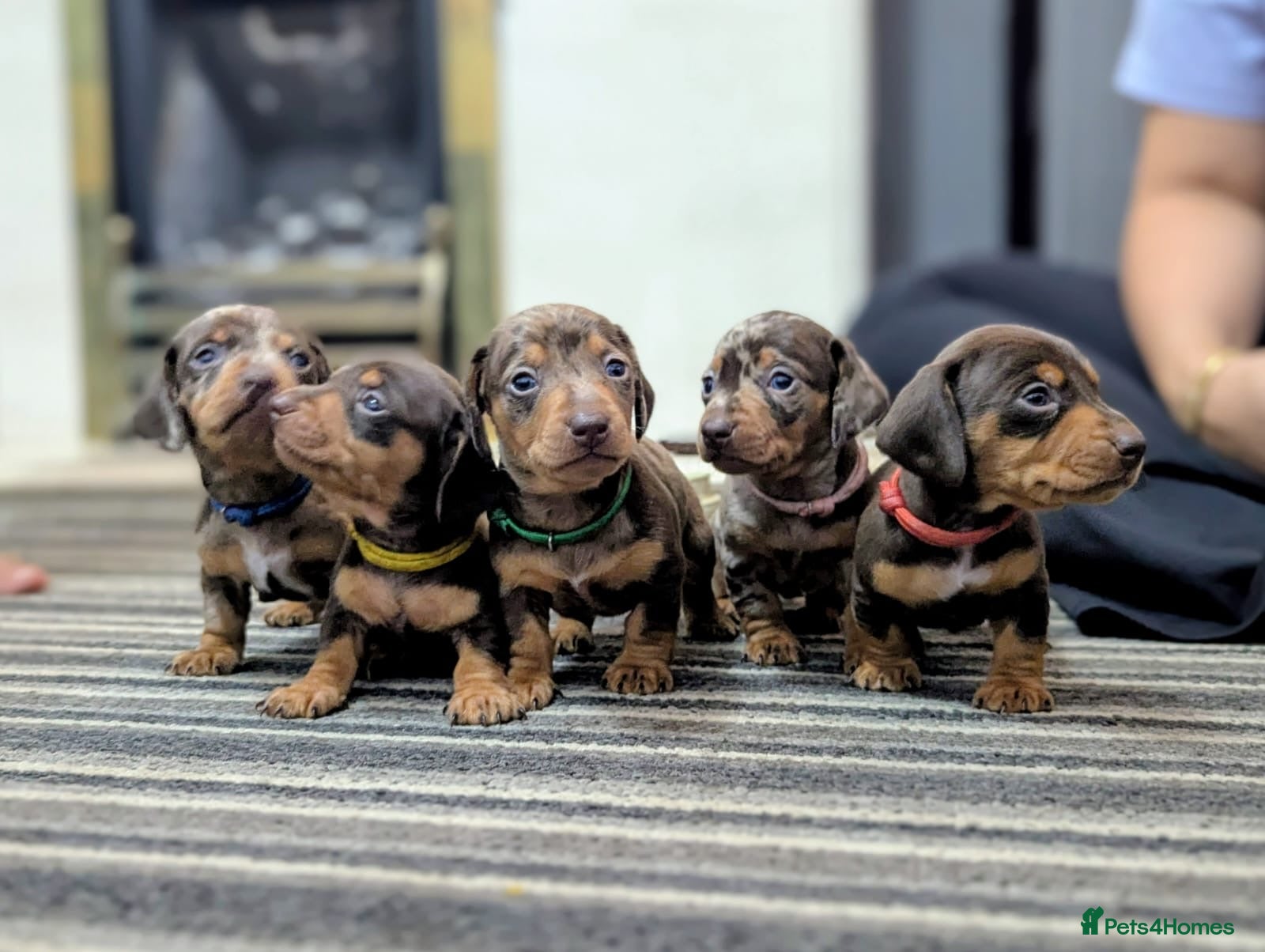 Dachshund dogs Gorgeous Smooth-Haired Dachshund Puppies - Advert 2