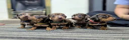 Dachshund dogs for sale: Gorgeous Smooth-Haired Dachshund Puppies - Advert 2