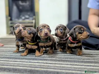 Dachshund dogs Gorgeous Smooth-Haired Dachshund Puppies - Advert 2