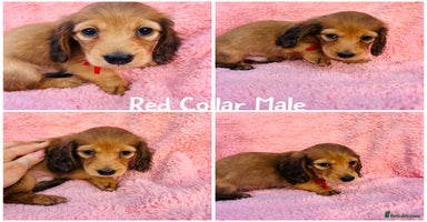 Miniature Dachshund dogs long haired shaded red Miniature dachshunds  - Advert 12