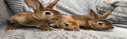 Rex rabbits for sale: Beautiful velvet mini Rex & Rex rabbits - Advert 19