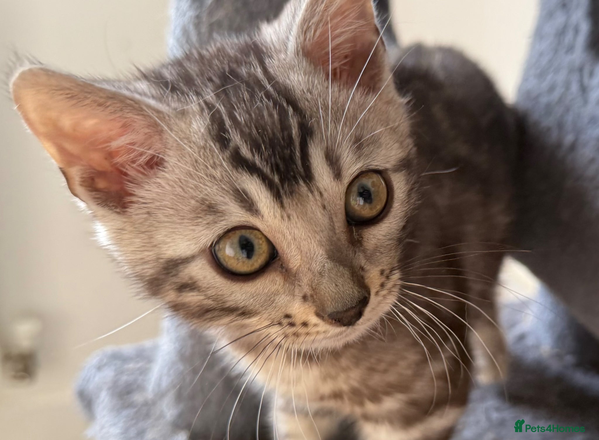 Bengal cats for sale: Rare Silver Grey Bengal TICA Kittens  - Advert 2