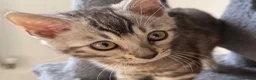 Bengal cats for sale: Rare Silver Grey Bengal TICA Kittens  - Advert 1