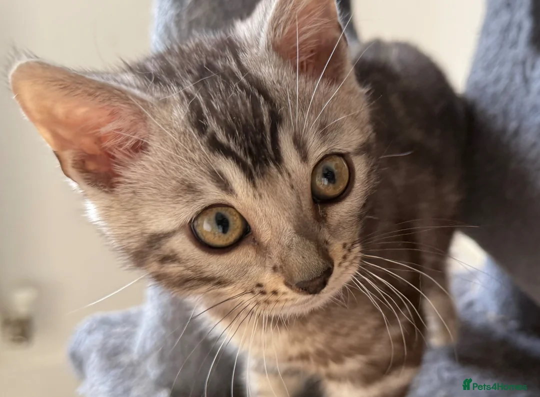 Bengal cats for sale: Rare Silver Grey Bengal TICA Kittens  - Advert 1