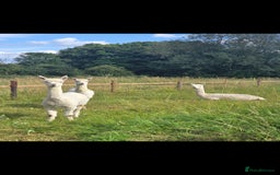 Alpaca livestock for sale: 3 Male Alpacas  - Image 4