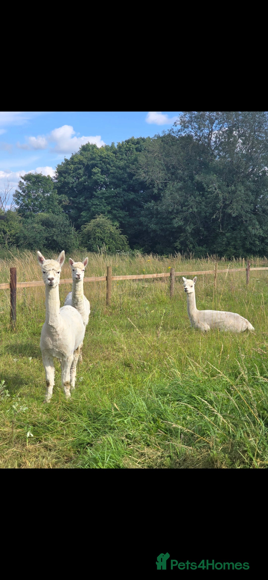 Alpaca livestock for sale: 3 Male Alpacas  - Image 4