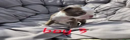 Boston Terrier dogs for sale: Beautiful baby bostons  - Advert 11