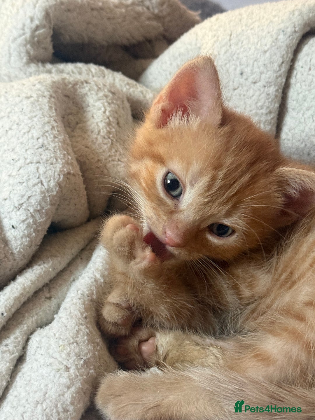 Maine Coon cats for sale: Ginger kittens - Advert 4