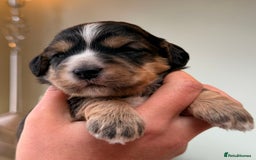 Cockapoo dogs for sale: STUNNING F2 COCKAPOO PUPPIES LOOKING FOR THEIR 🏡 - Image 7