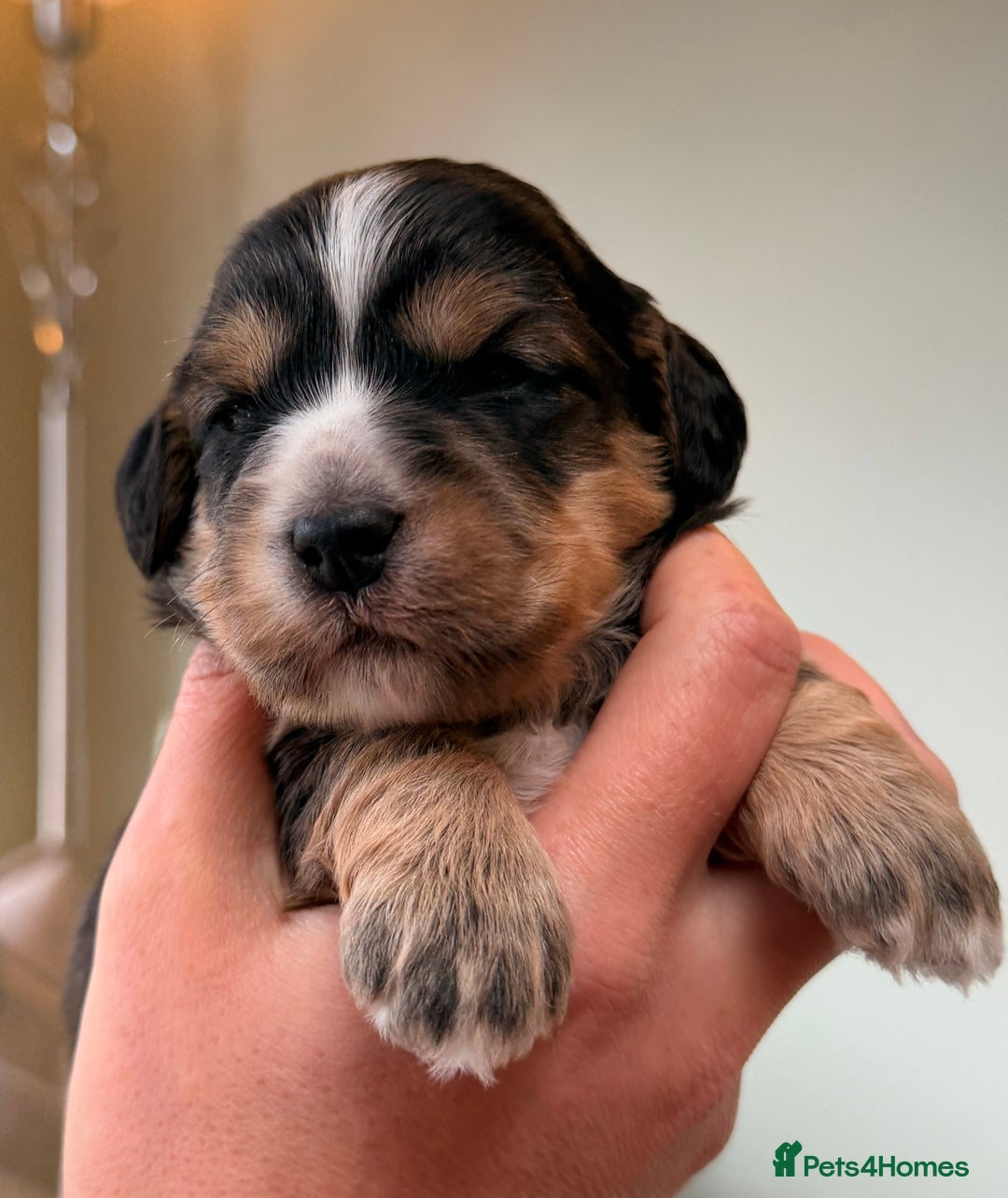Cockapoo dogs for sale: STUNNING F2 COCKAPOO PUPPIES LOOKING FOR THEIR 🏡 - Image 7