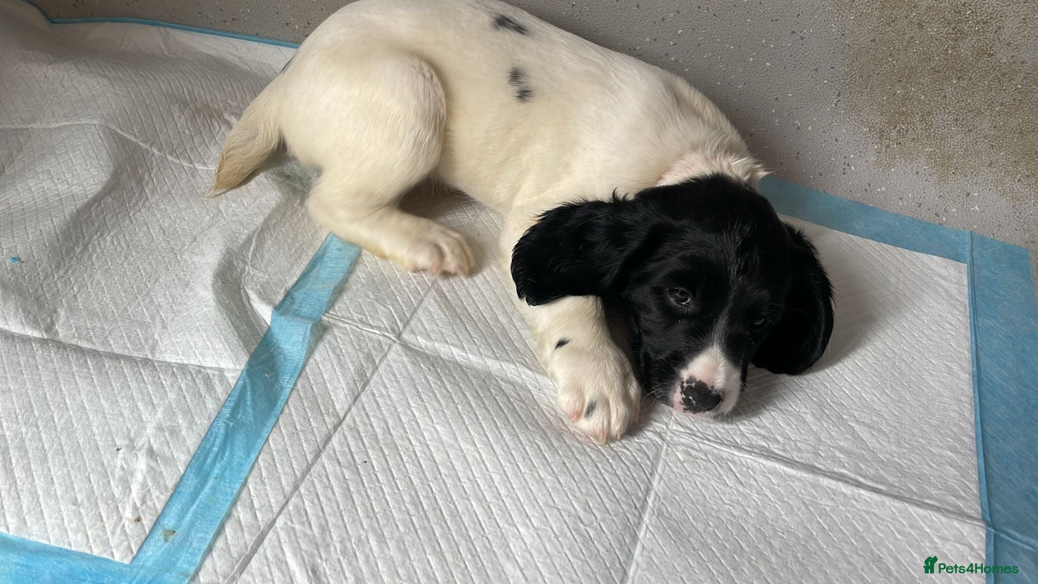 English Springer Spaniel dogs KC Springers READY NOW  - Advert 2
