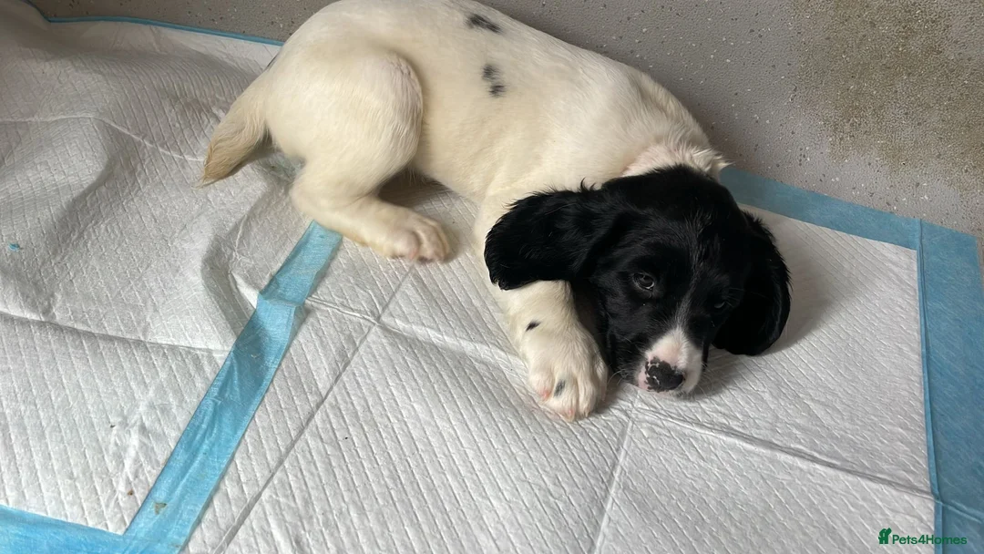 English Springer Spaniel dogs for sale: Kc springers 1 GIRL LEFT  - Advert 2