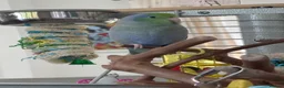 Budgerigars birds for sale: Beautiful Tame Male Parrotlet - Advert 3