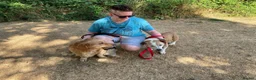 Mixed Breed dogs for adoption: GRANDPA - could you be his hero? - Advert 6