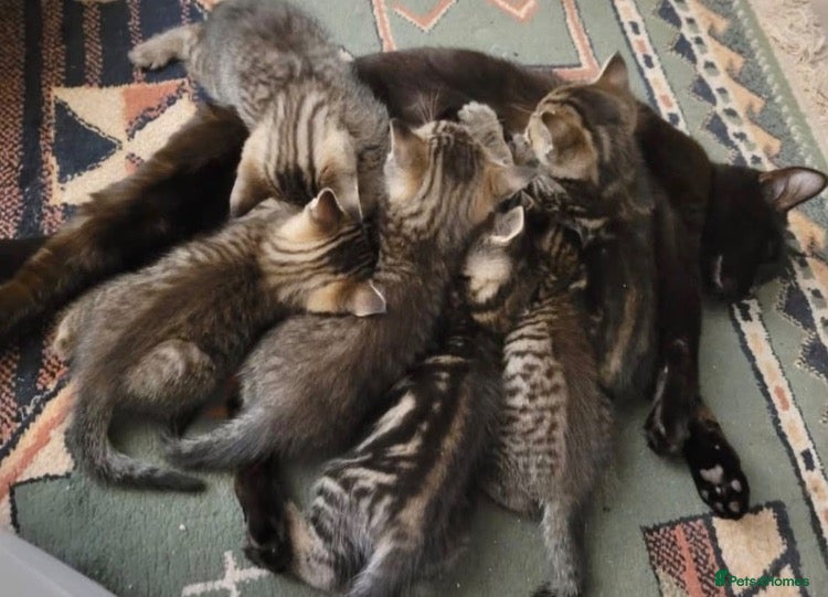 Mixed Breed cats Kittens  - Advert 1