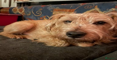 Mixed Breed dogs - Advert 3