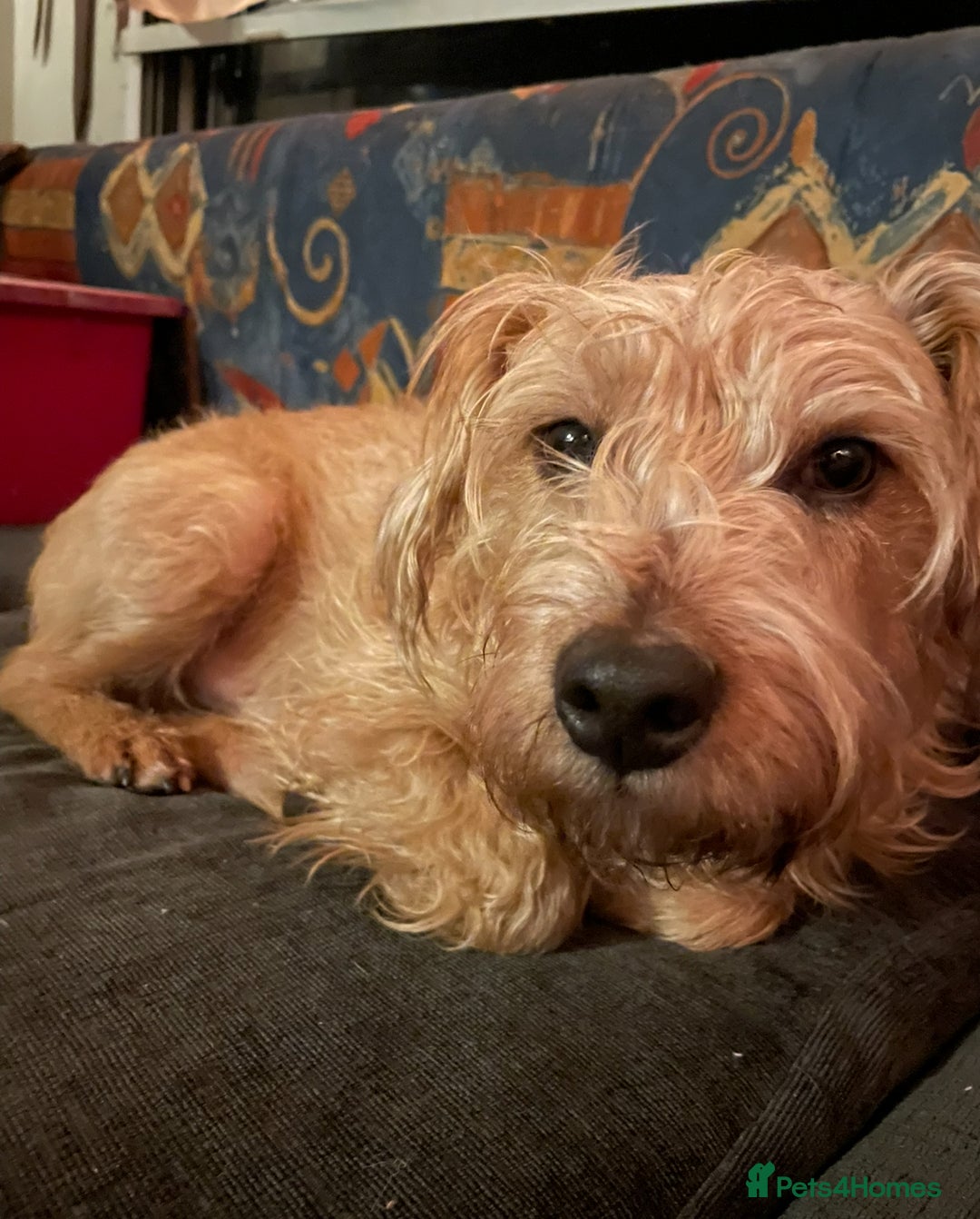 Mixed Breed dogs for sale: Playful mixed terrier looking for forever home.  - Image 2