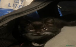 Mixed Breed cats for sale: Adorable Tuxedo Kittens Mixed with Longhair  - Image 6