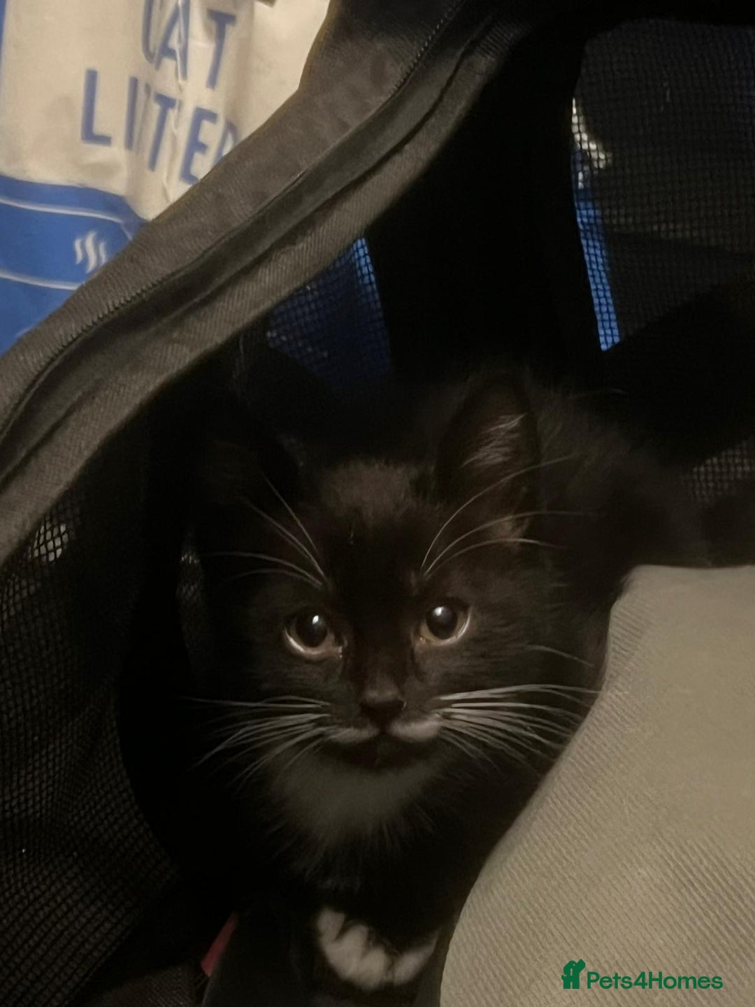 Mixed Breed cats for sale: Adorable Tuxedo Kittens Mixed with Longhair  - Image 6