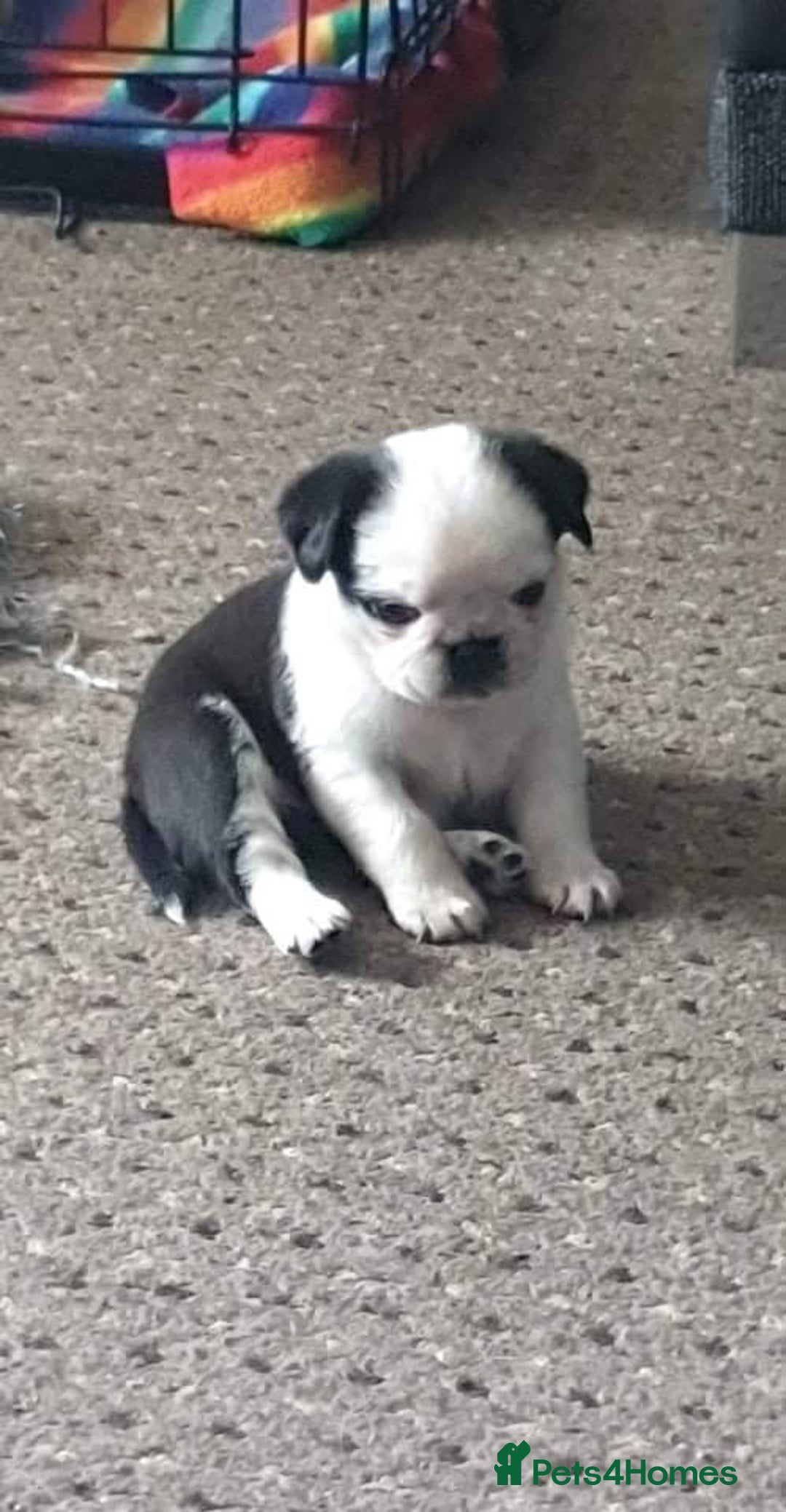 Pug dogs for stud: kc panda pug for stud in Blackpool - Image 8