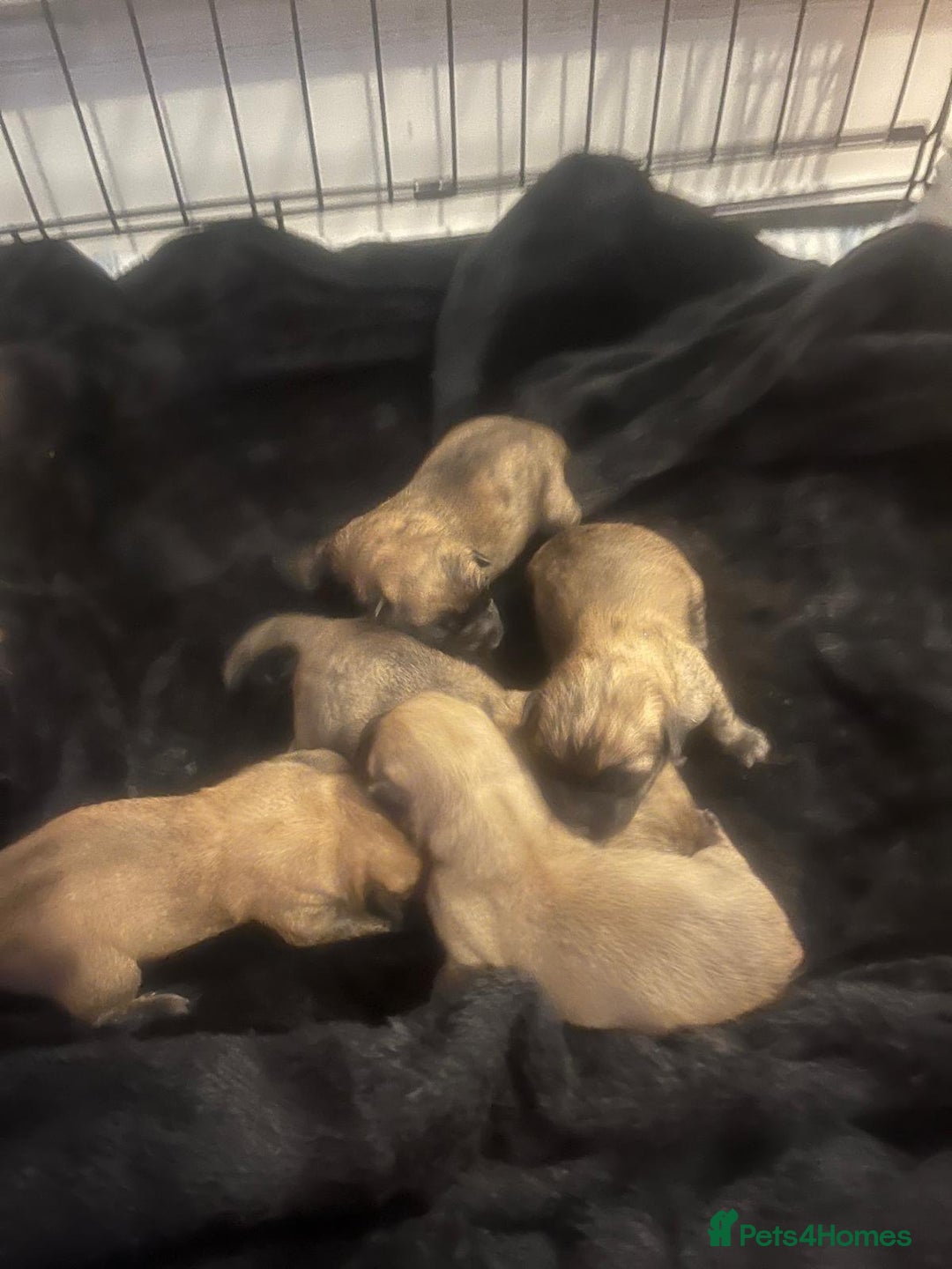 Cairn Terrier dogs for sale: Gorgeous cairn terrier puppies - Advert 2