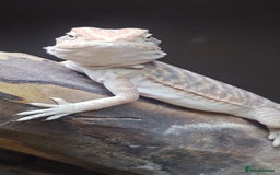 Bearded Dragon reptiles for sale: Bearded dragon babies  - Advert 7