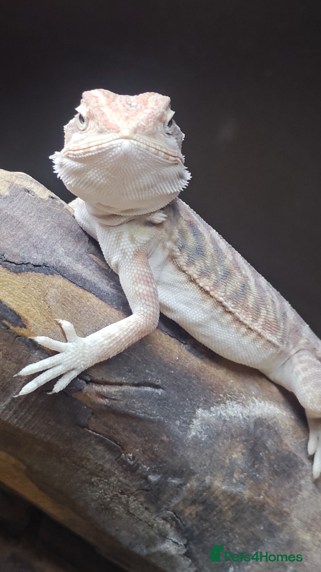 Bearded Dragon reptiles for sale: Bearded dragon babies  - Advert 7