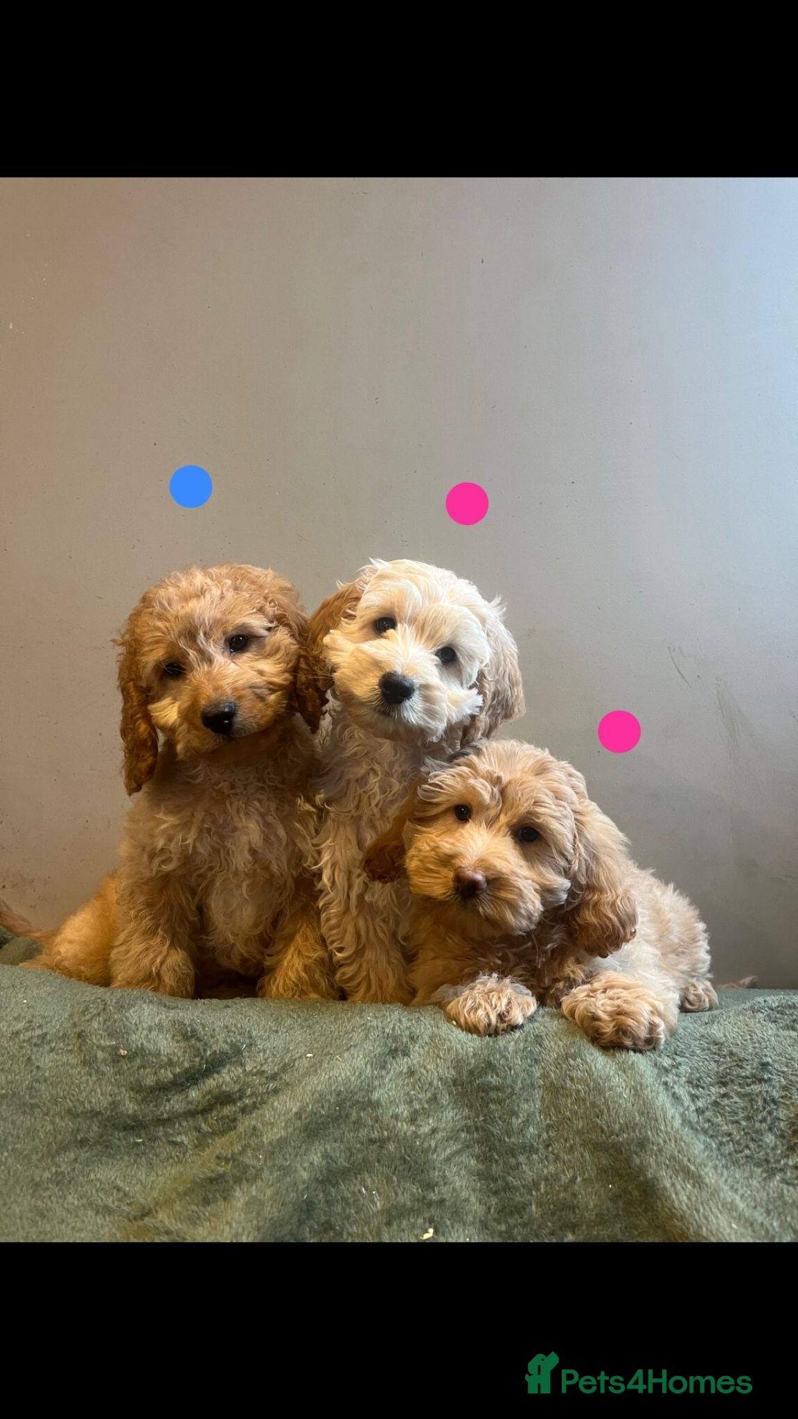 Cockapoo dogs Cockapoo F1b toy  - Advert 1