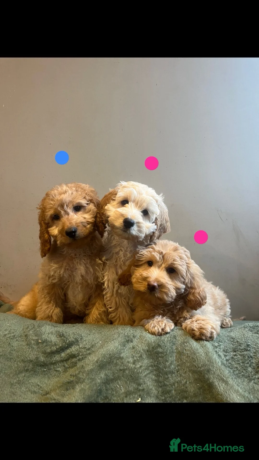 Cockapoo dogs for sale: Cockapoo F1b toy  - Advert 1