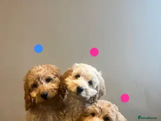 Cockapoo dogs Cockapoo F1b toy - Advert 1