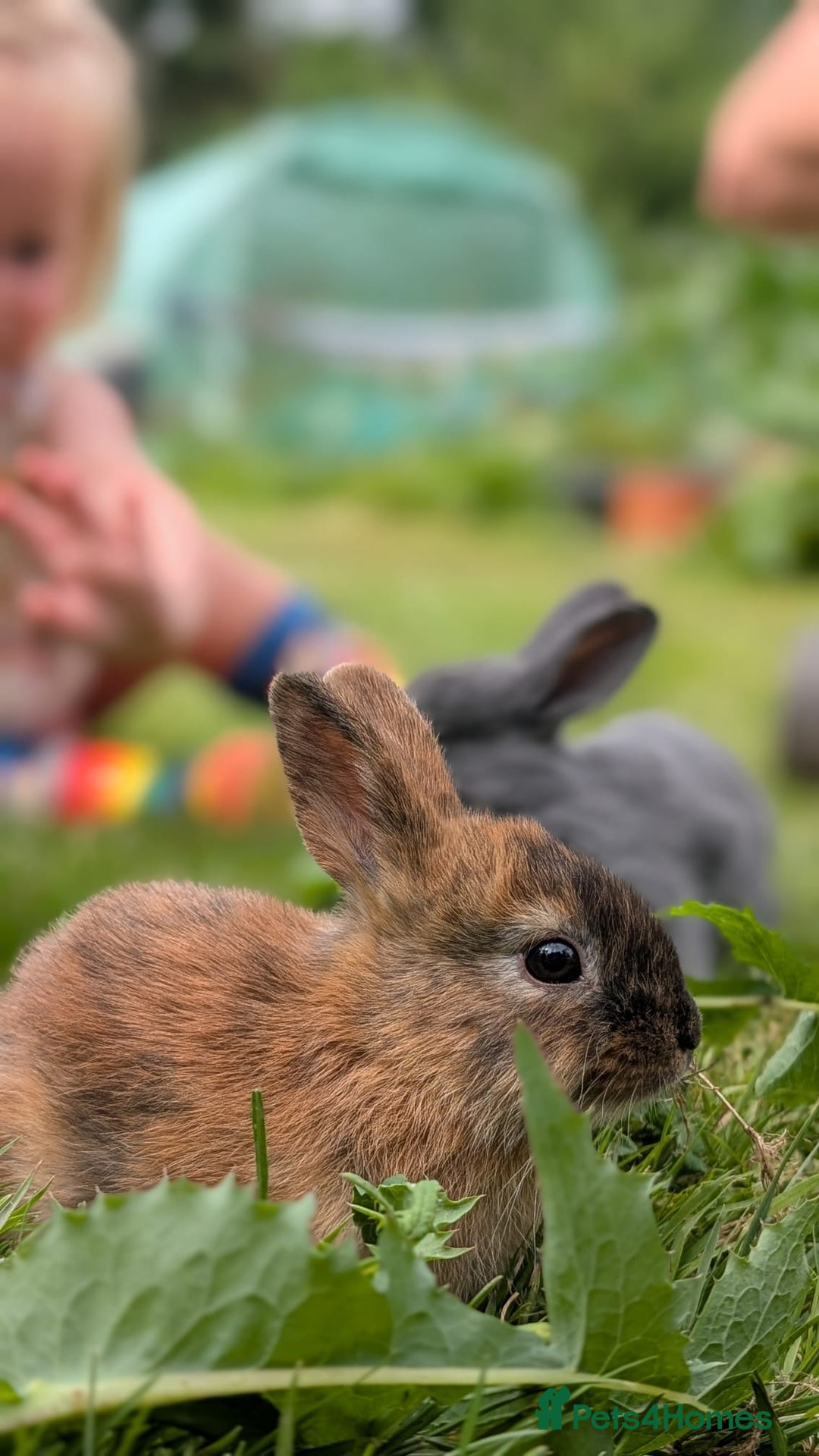 Rex rabbits for sale: Beautiful baby bunnies 8 weeks old - Image 6