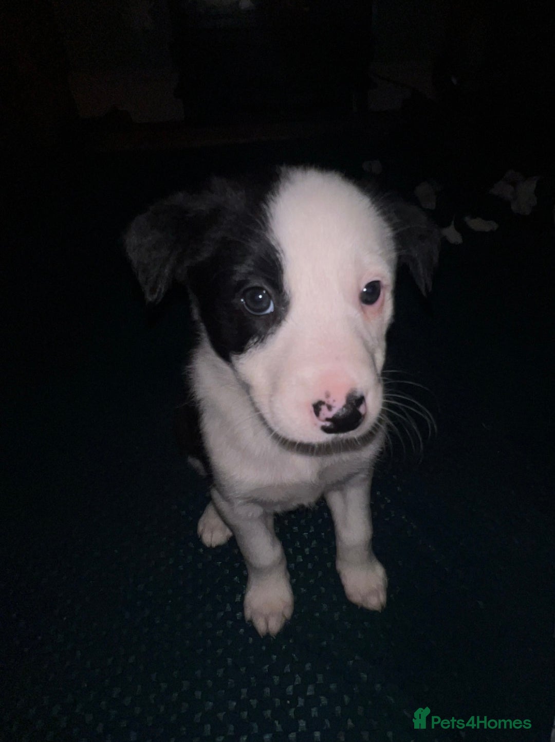 Border Collie dogs for sale: GIRL PUP READY FOR NEW HOME  - Advert 4